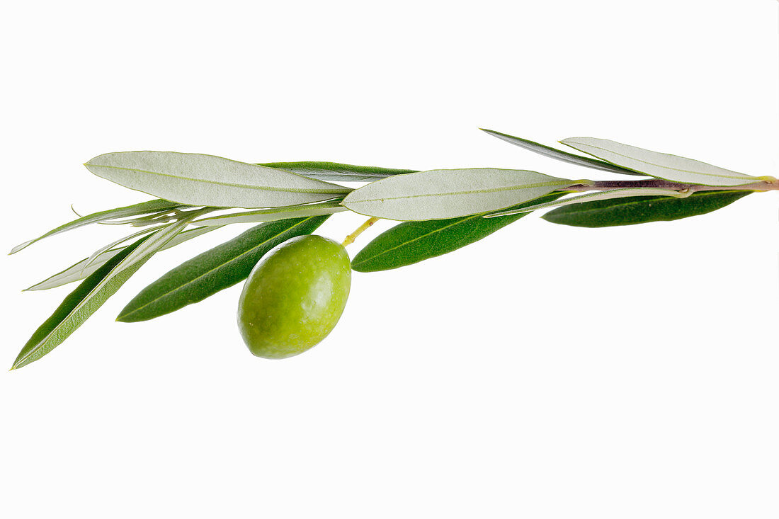 Olive branch with olives – License Images – 944947 ❘ StockFood