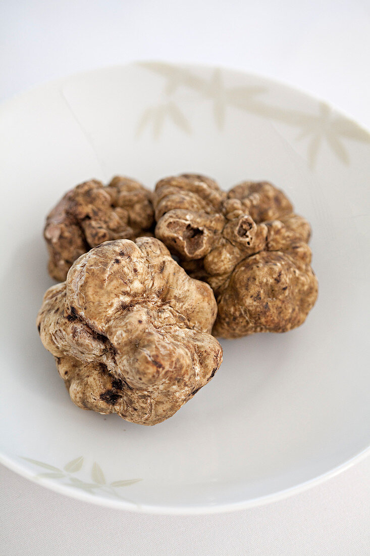 Fresh white alba truffles