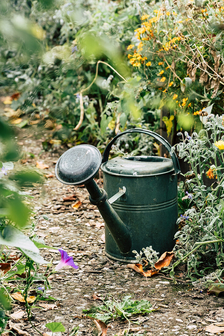 Old Watering Can At The Bed