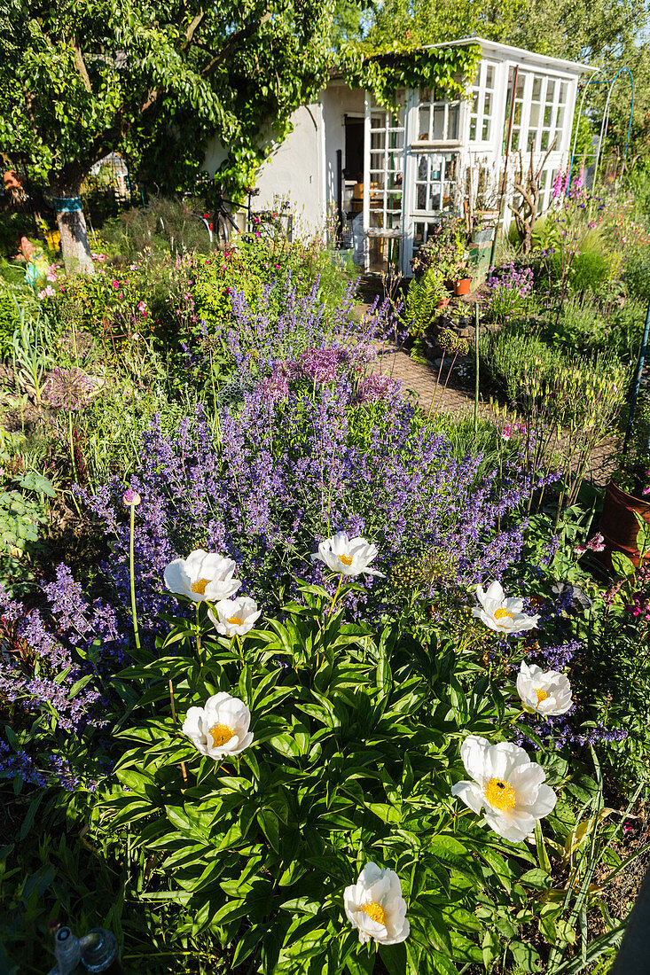 Flower Bed With Peony 'jan Van Leeuwen' And Catnip In The Natural Garden