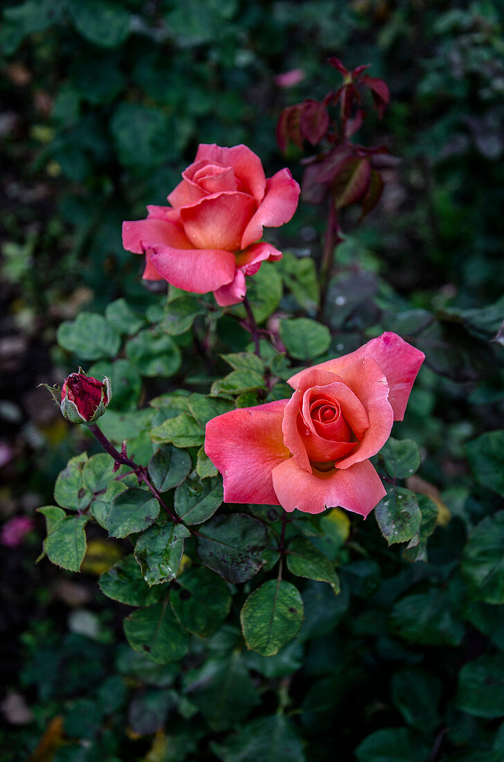 Coral garden roses
