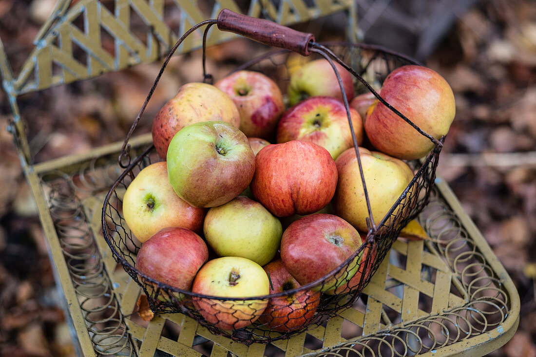 A wire basket of apples (Rheinischer Winterrambur variety)