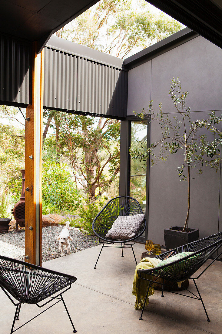 Classic chairs and saplings on a sheltered terrace