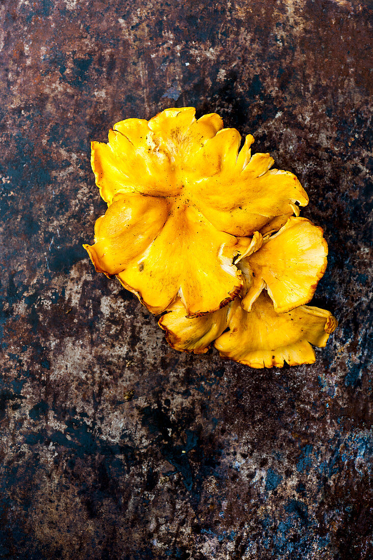 Chanterelle - wild mushrooms