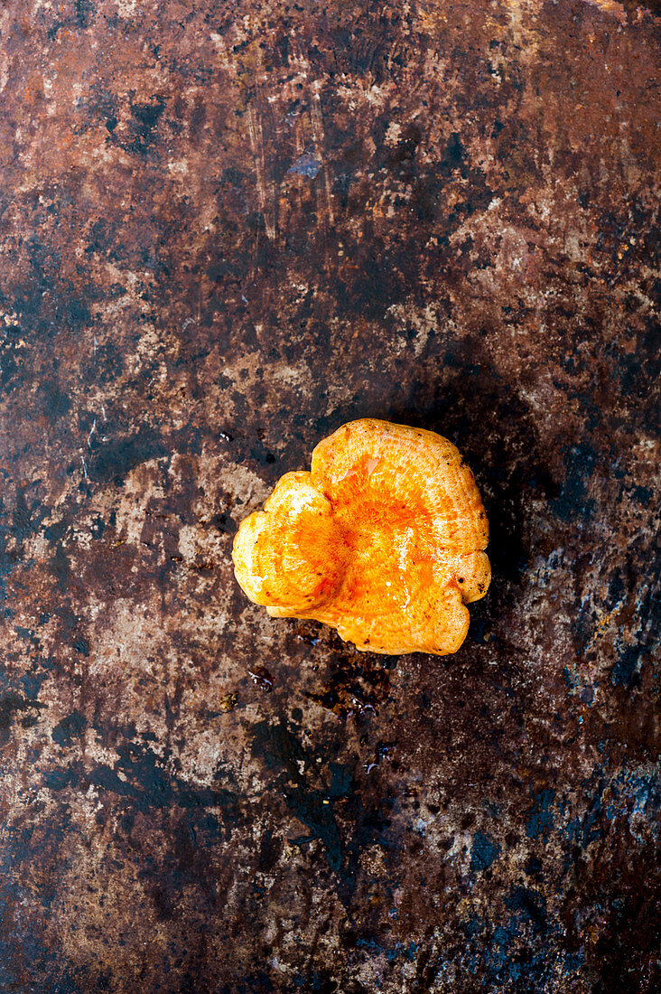 Lactarius Deliciosus (Edel-Reizker)