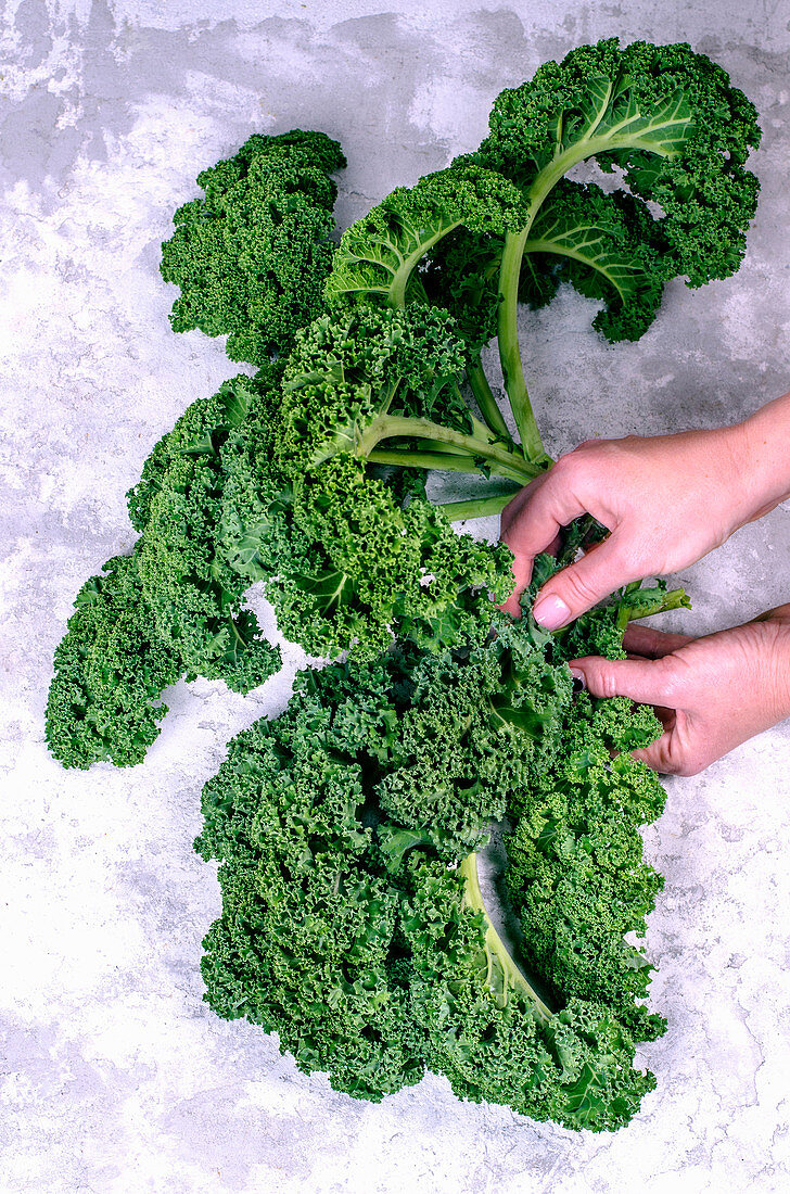 Freshly kale in the hands of a girl