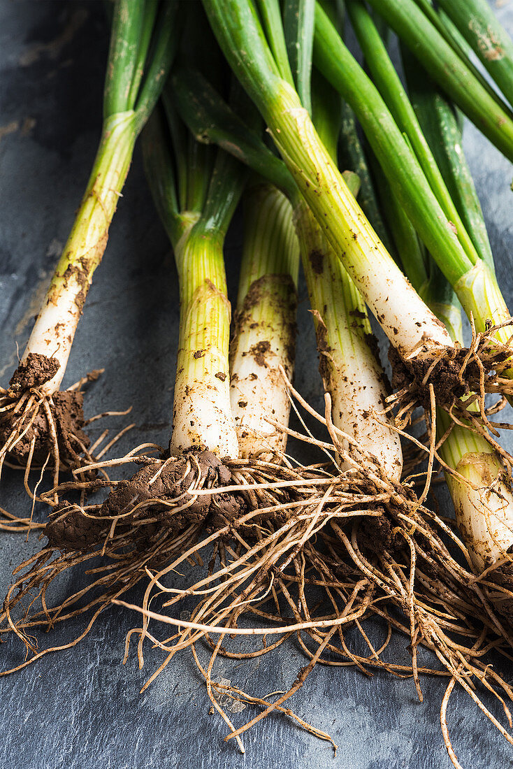 Fresh spring onions covered in soil