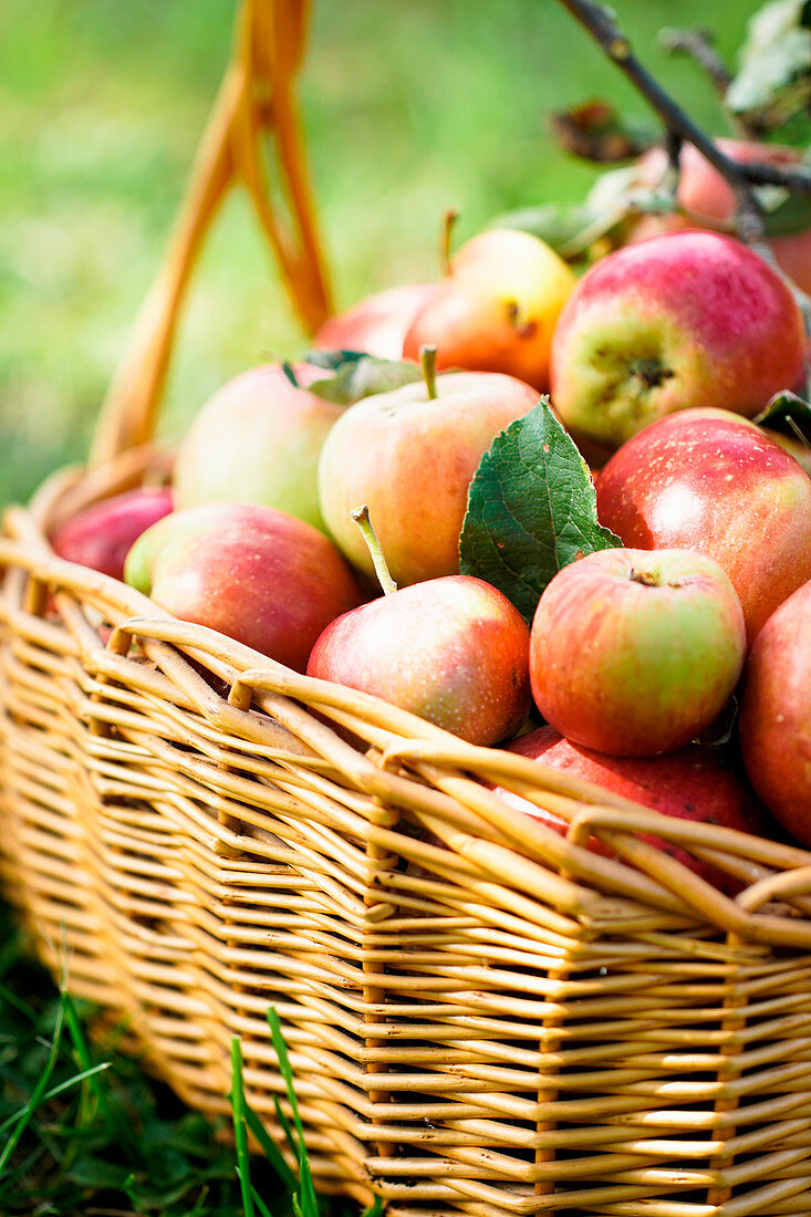 Fresh Harvest of Apples Basket on Grass