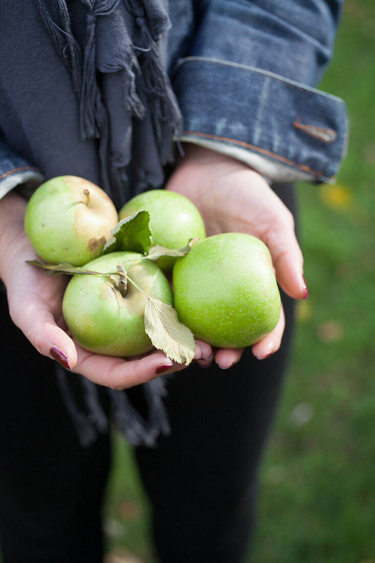 Frau hält frische grüne Äpfel