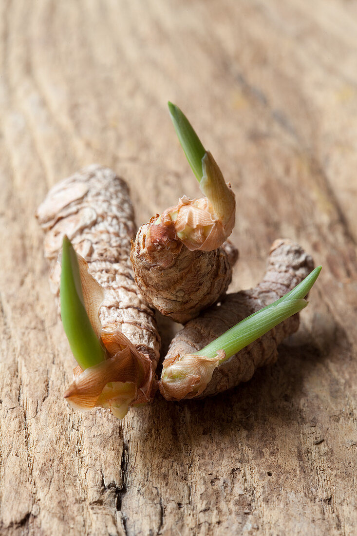 Turmeric pieces with green shoots