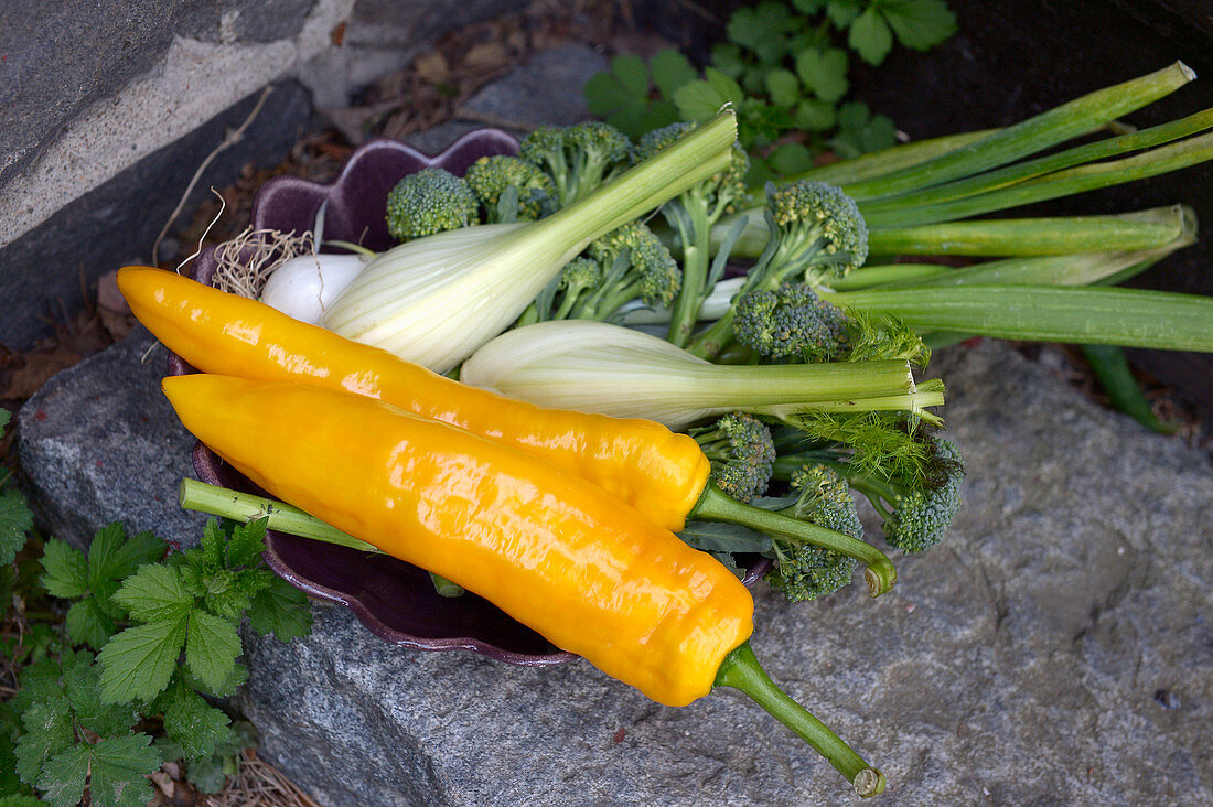 Gelbe Spitzpaprika, Fenchel und Brokkoli