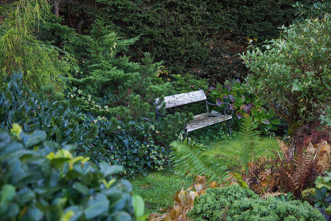 Vintage bench in romantic garden