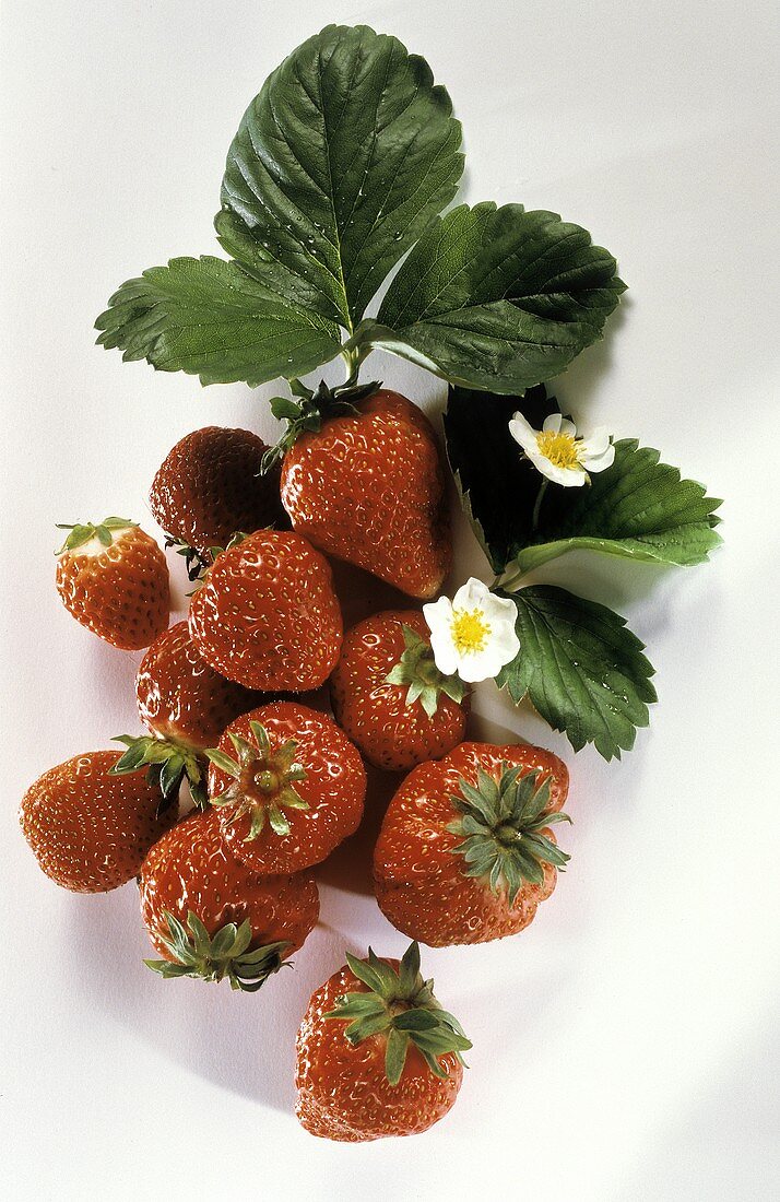Fresh Strawberries with Leaves and Flowers