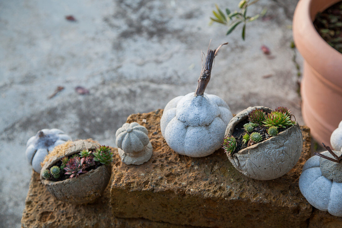 Arrangement of succulents in garden