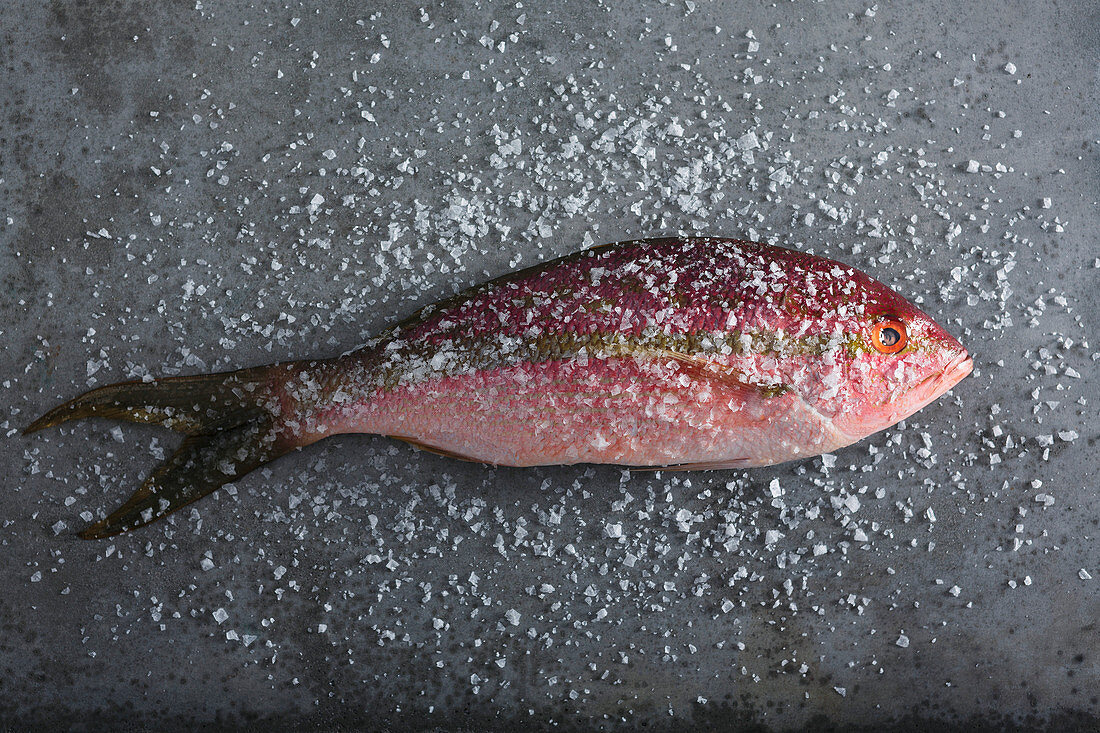 A red snapper sprinkled with coarse sea salt on a grey background (top view)