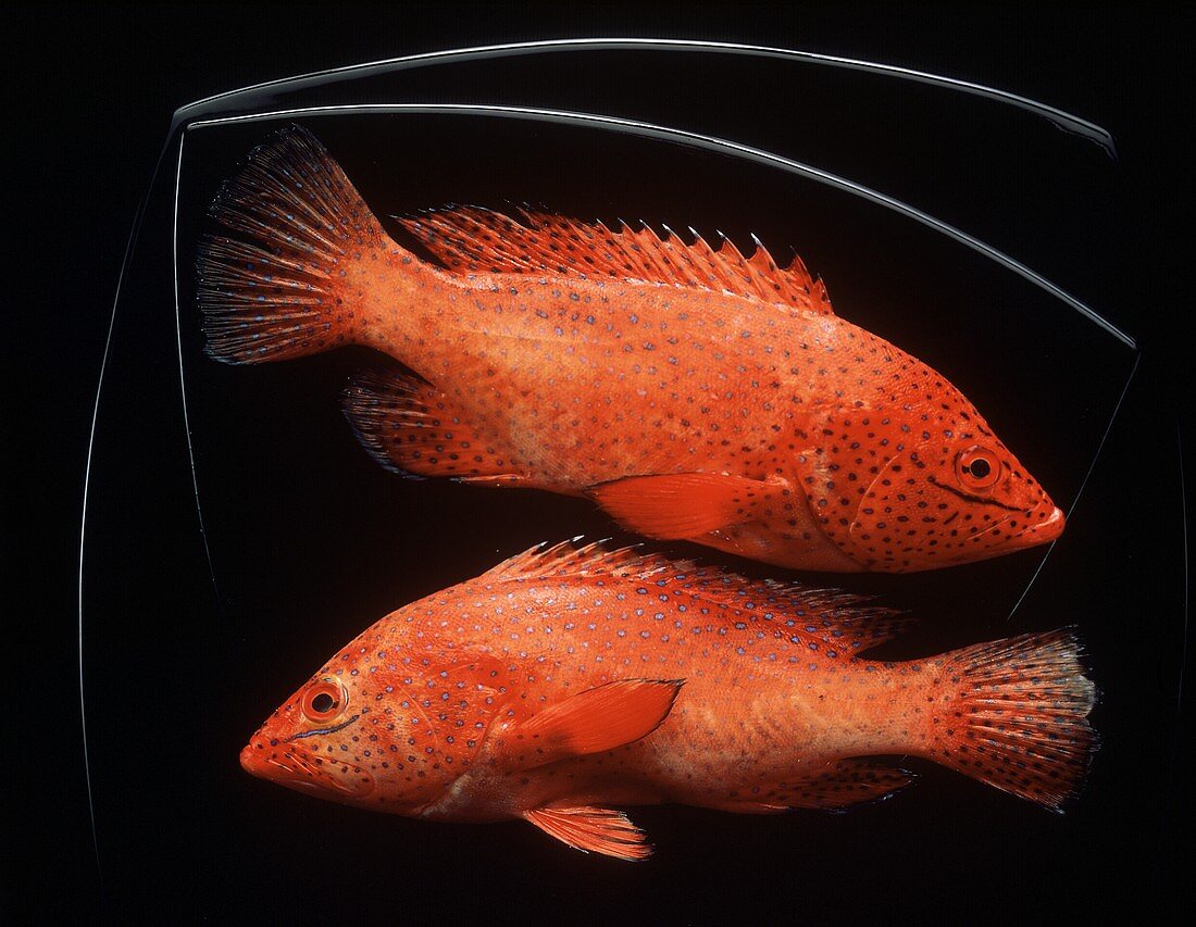 Two Red Coral Grouper