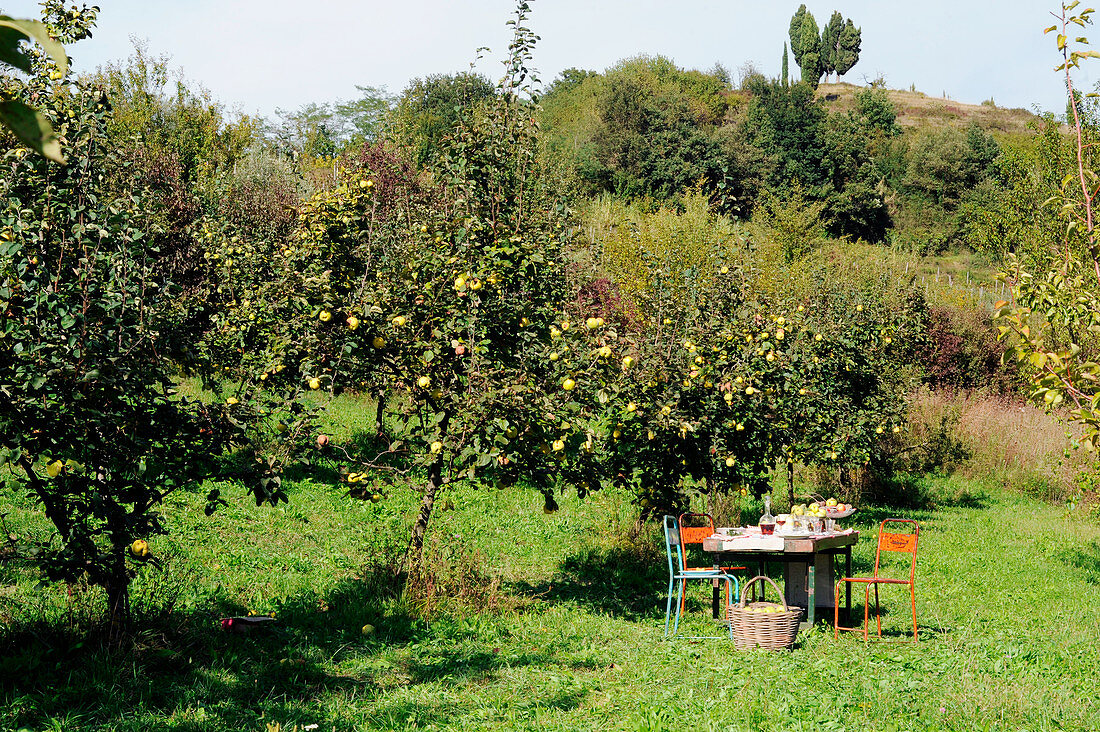 Apfelgarten mit gedecktem Tisch