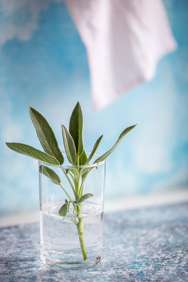 Fresh sage in a glass of water