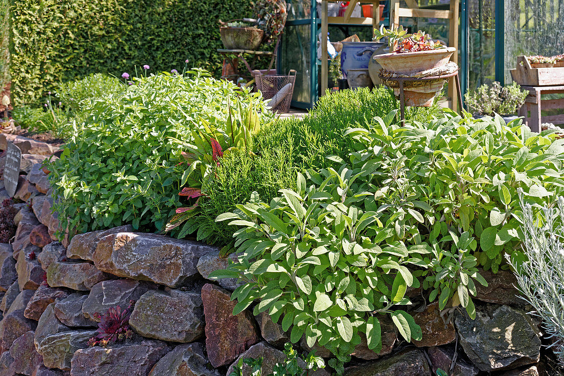 Sage, thyme and oregano in herb bed with dry stone wall