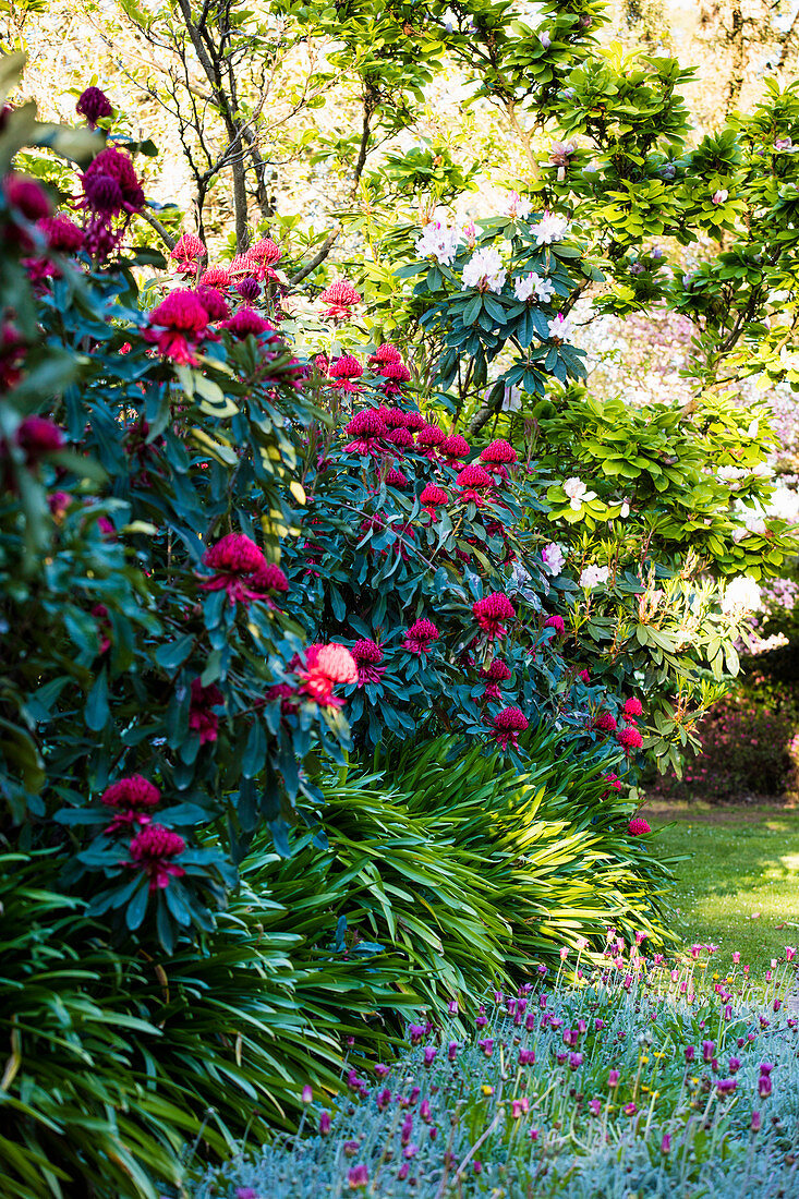 Blooming rhododendron in the garden