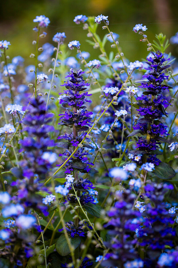 Flowers of günsel and forget-me-not