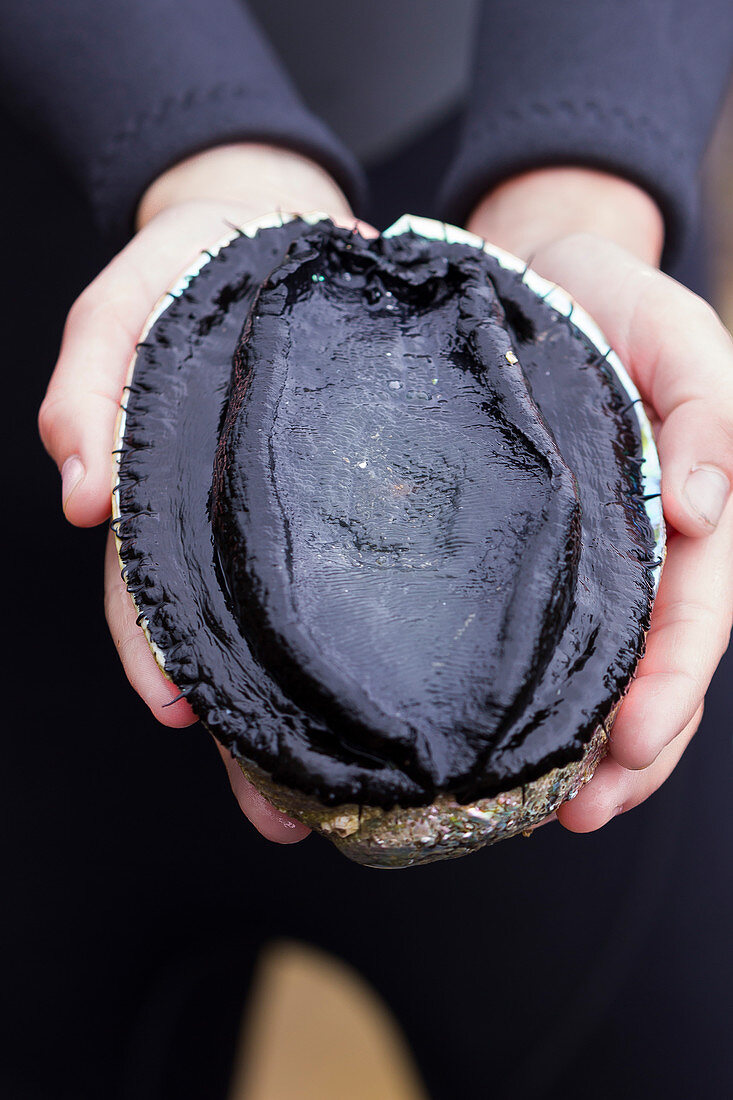 Girl Holding Freshly Gathered Paua