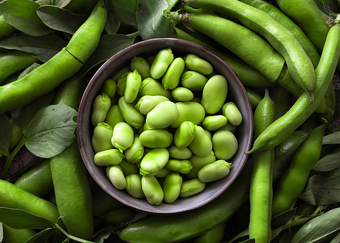 Fava bean pods around a bowl of shelled beans