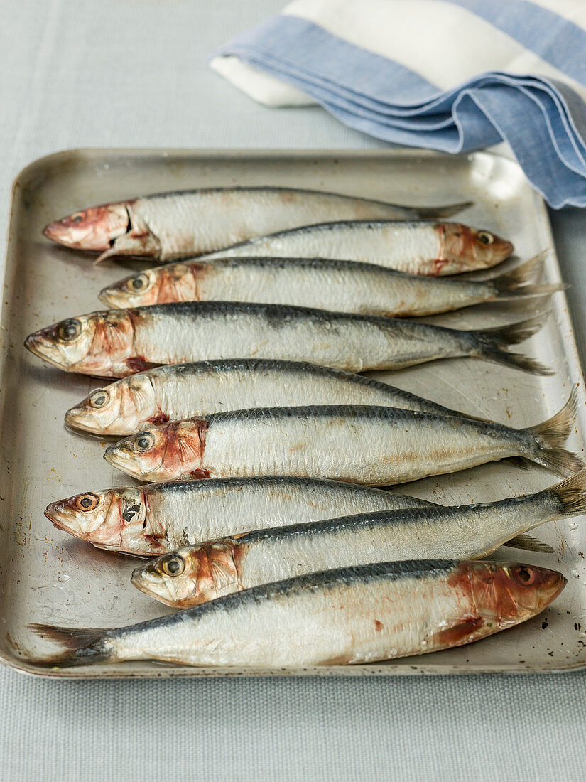 Herring on a baking tray ready to be cleaned