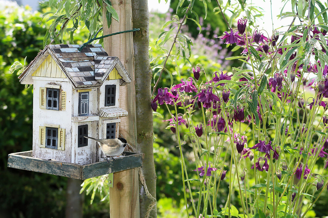 Meise sitzt am Vogelhäuschen neben violetter Akelei