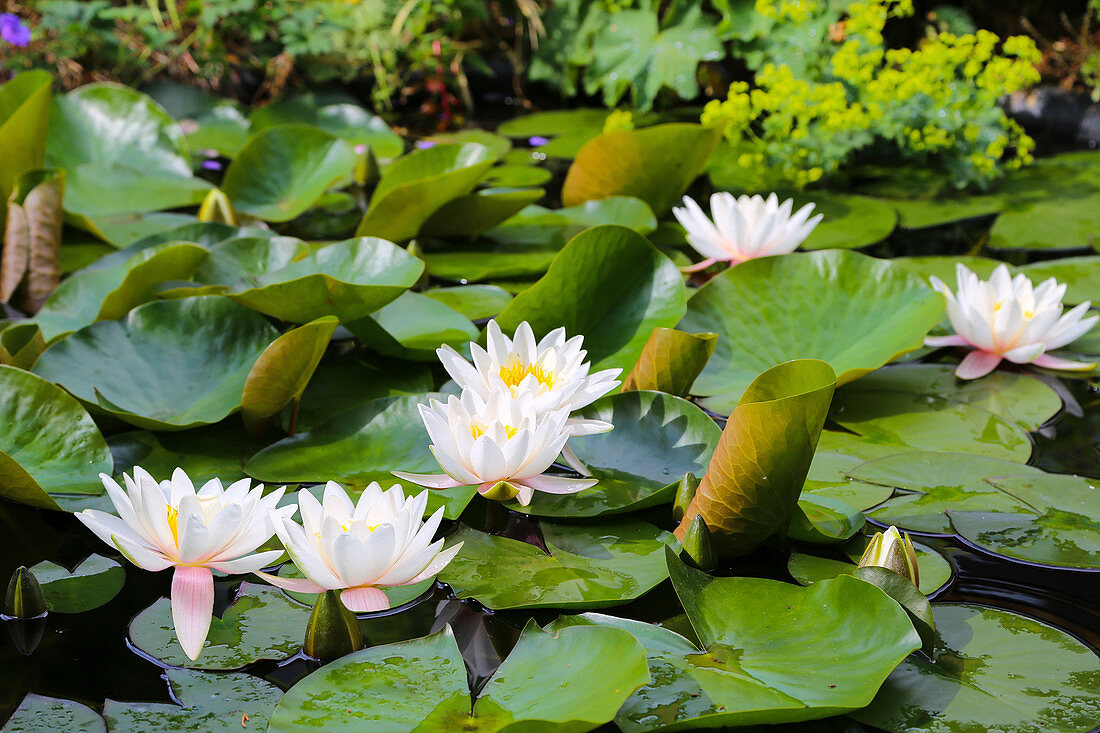 White-flowering waterlilies in garden pond