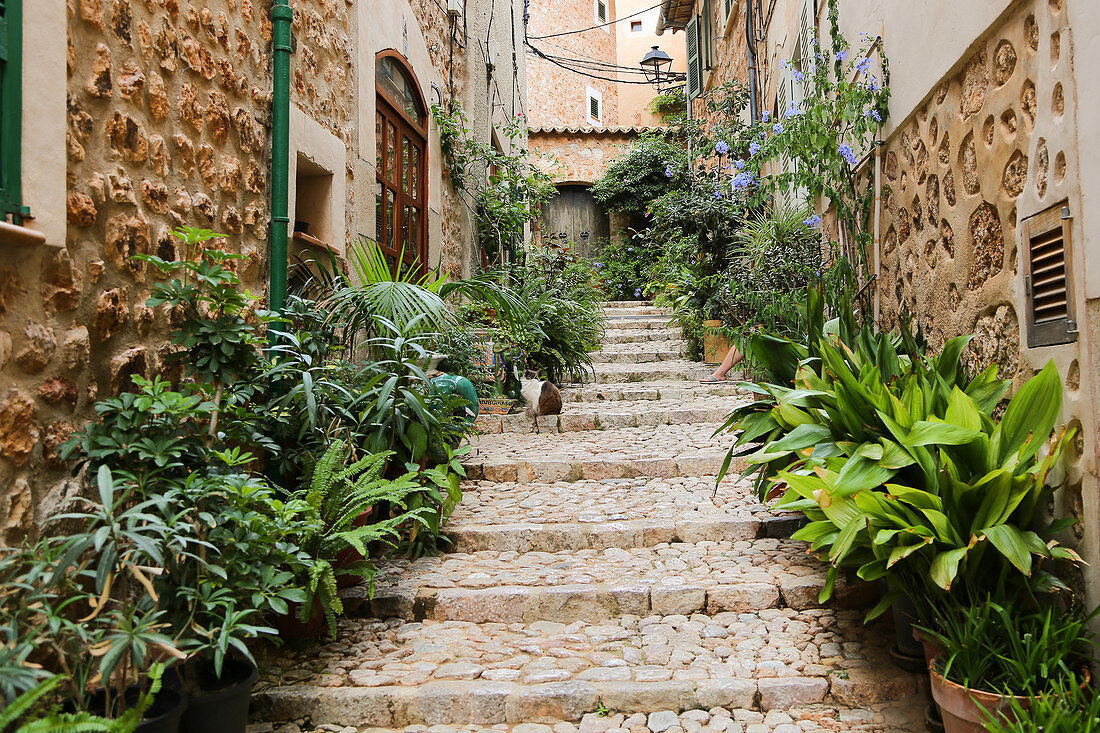 Steps lined with plants leading between Mediterranean houses