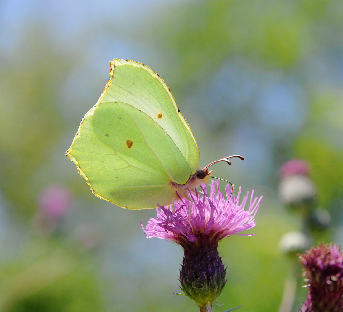 Zitronenfalter auf Kratzdistel