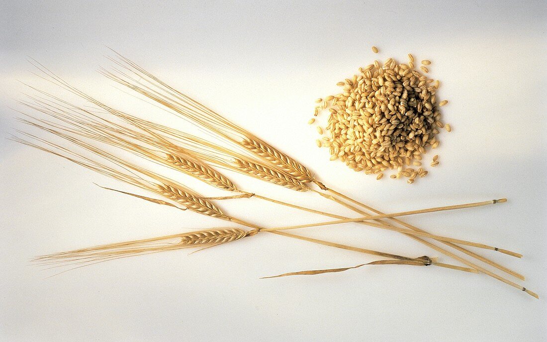 Barley Grains in a Pile; Barley Ears