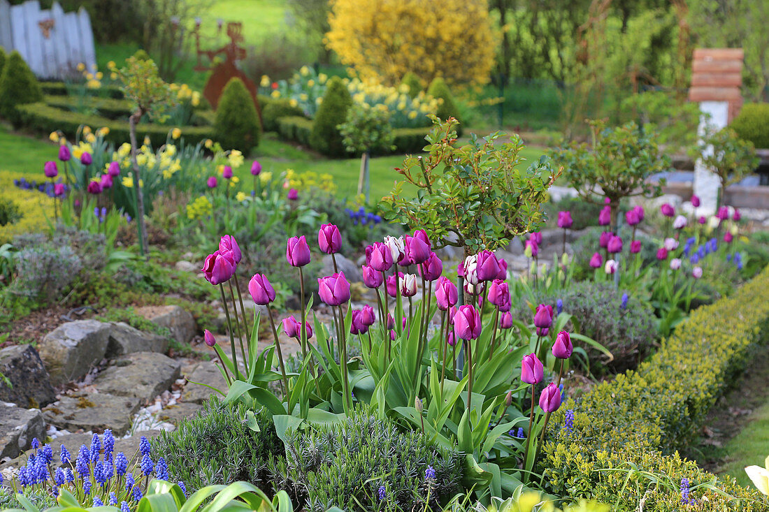 Frühlingsbeet mit Tulpen