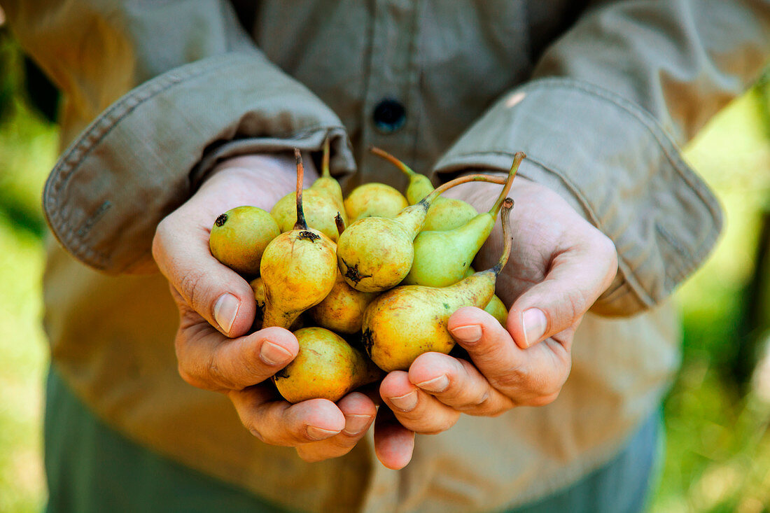 Gardener harvesting ripe pears