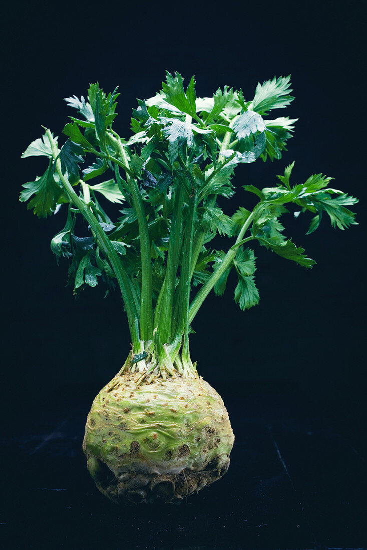 A celeriac bulb with leaves
