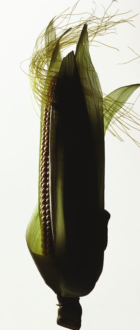 Corn on the Cob in the Husk with Corn Silk