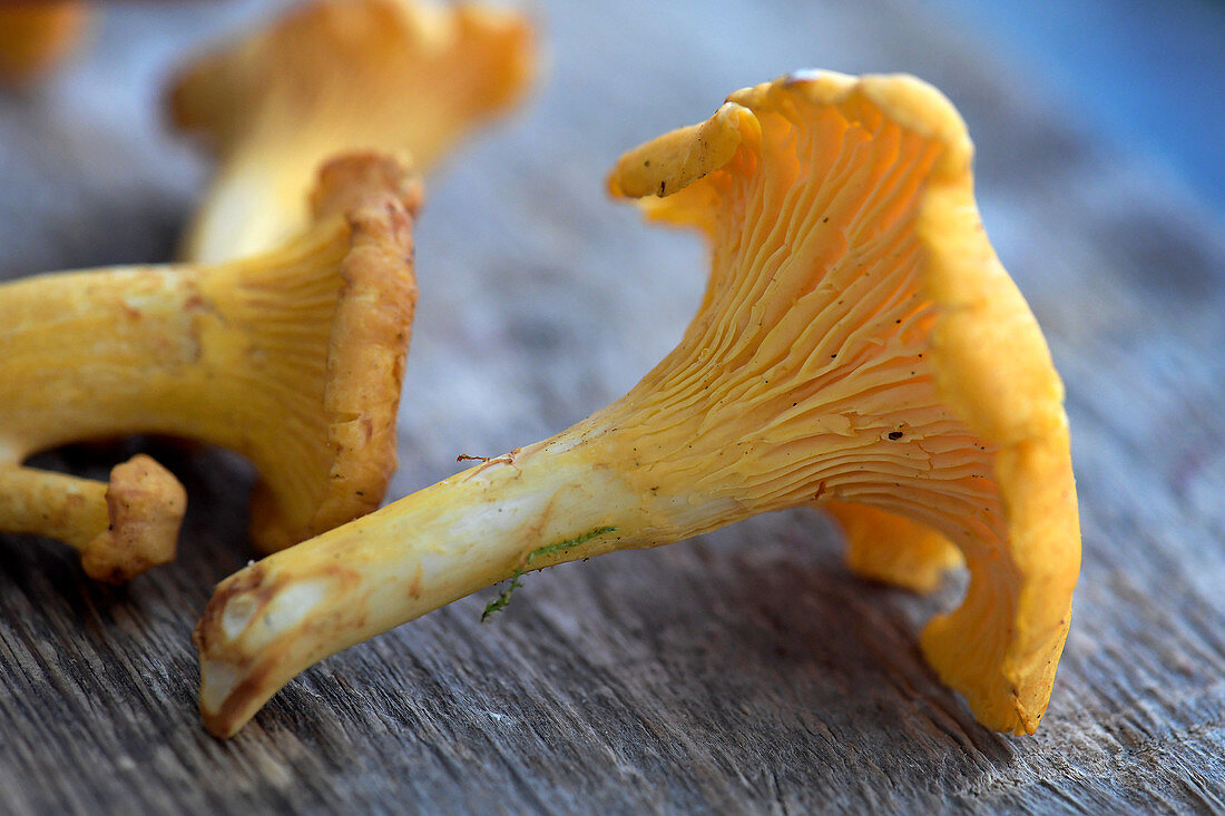 Chantarelles (Close Up)