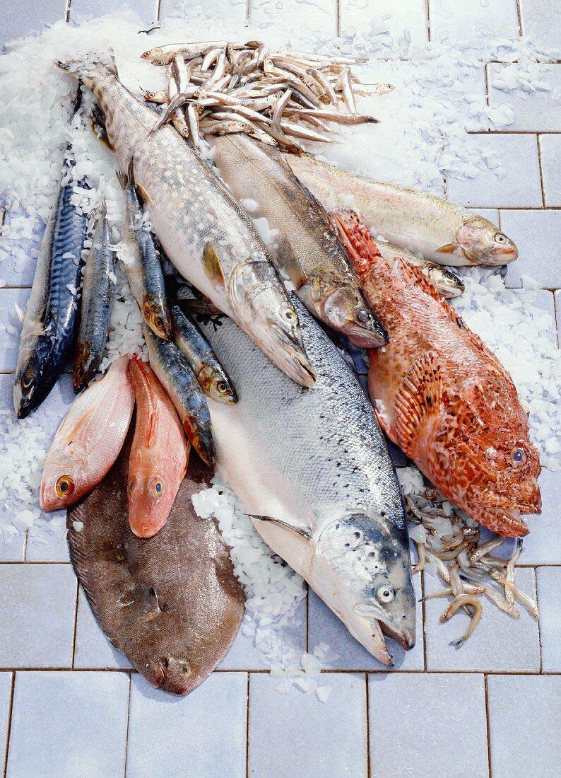 Still Life with Assorted Fish; Ice