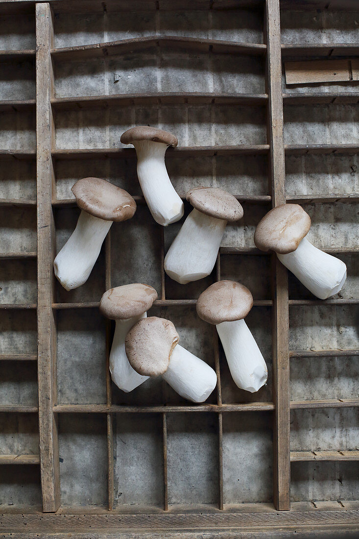 King trumpet mushroom on a wooden rack