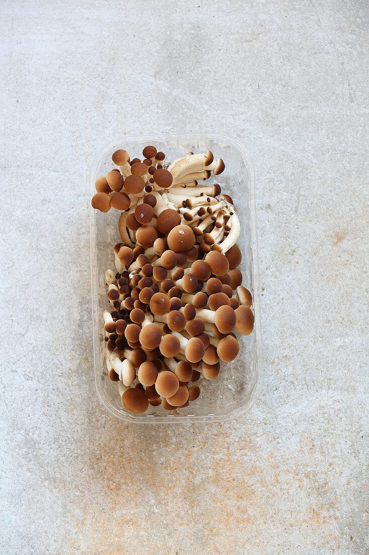 Asiatische Pilze in Plastikschälchen