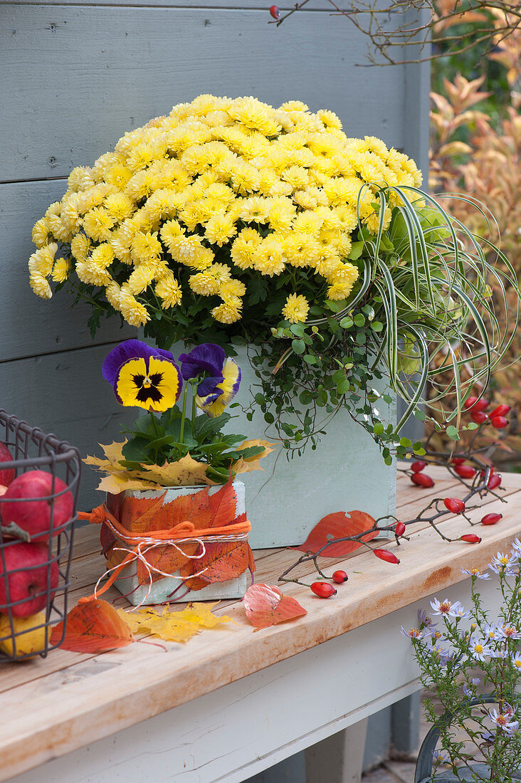 Yellow chrysanthemum and Pansy