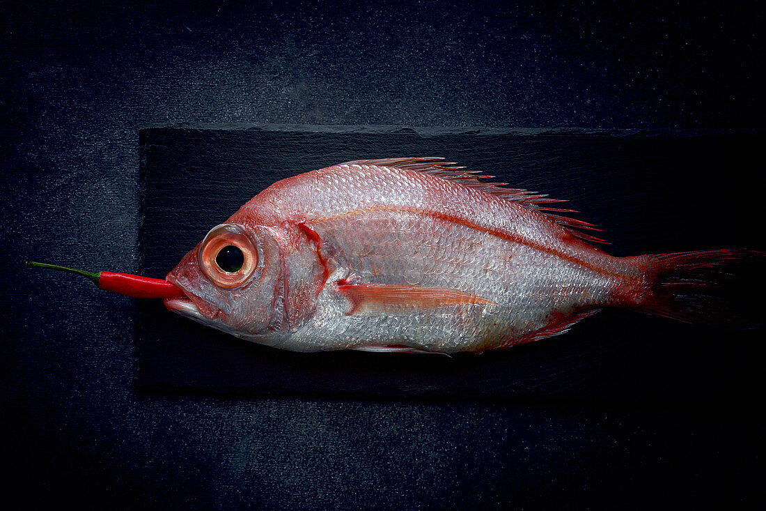 Red fish on black background