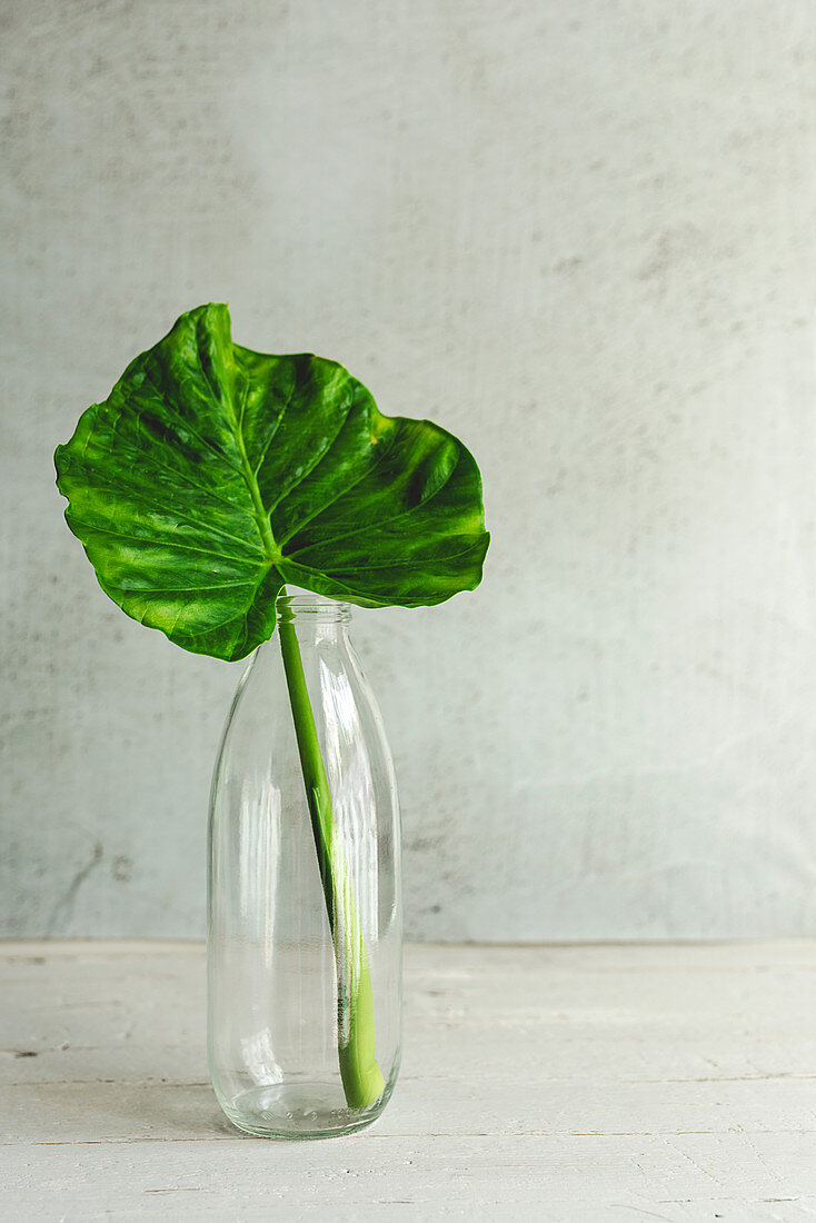 Blatt von Elefantenohr in Glasflasche