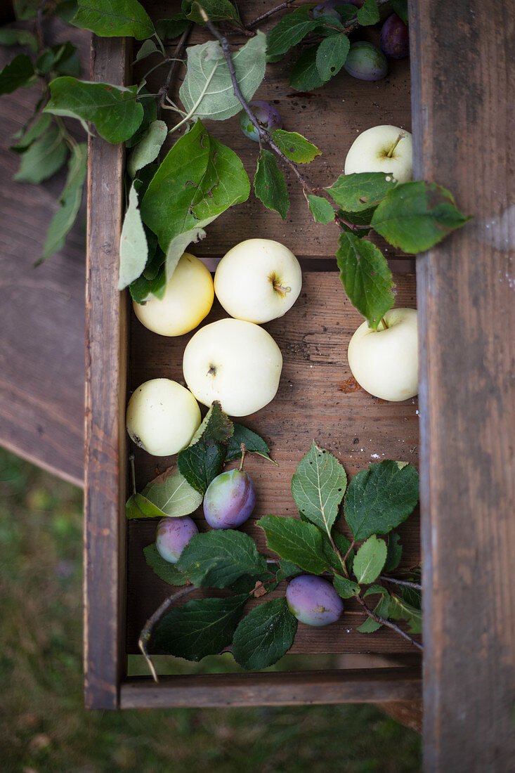 Äpfel und Zwetschgen auf Holztisch im Garten