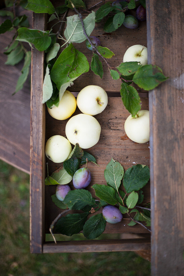 Apples and damsons on a wooden table in a garden