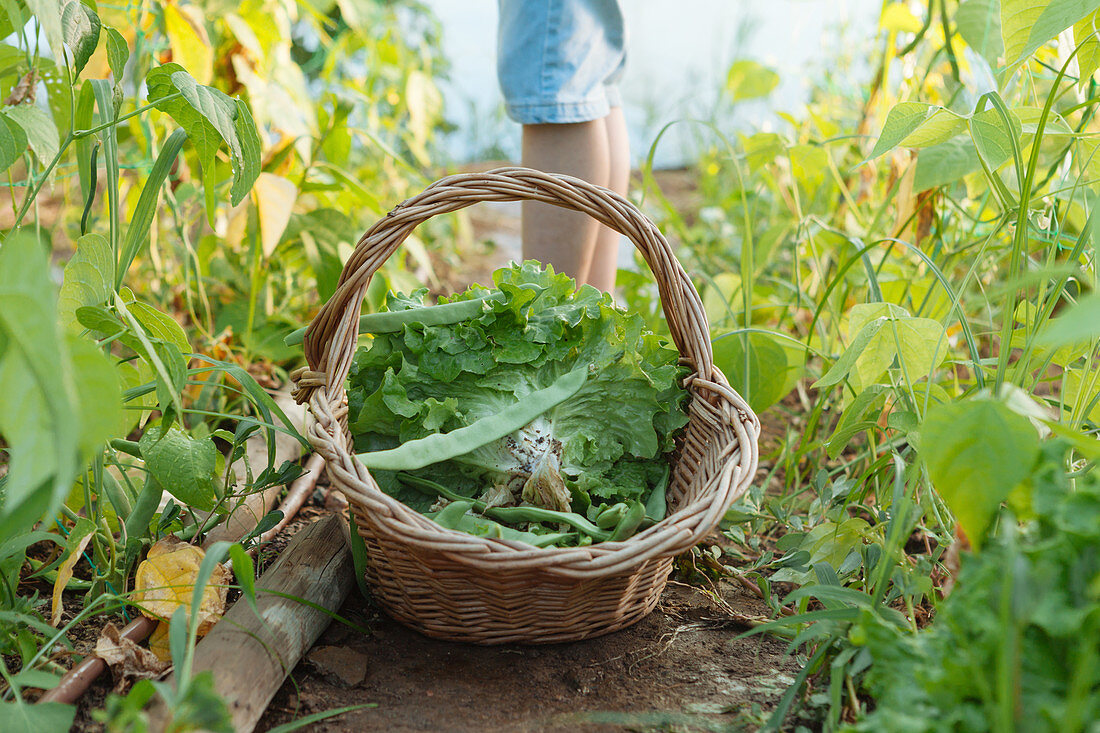 Side view crop legs of human near hamper with green vegetable on land between plants
