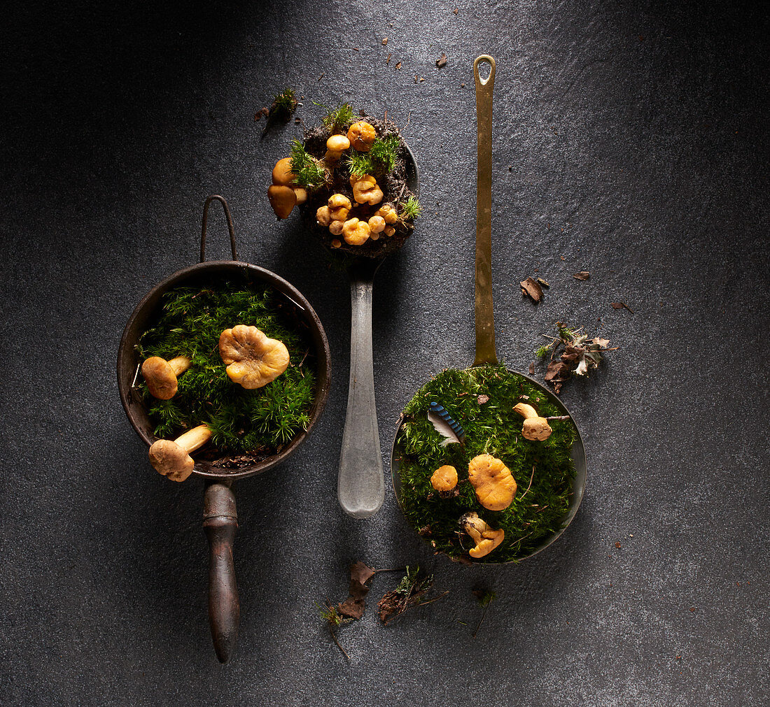 Chanterelles with moss in vintage containers