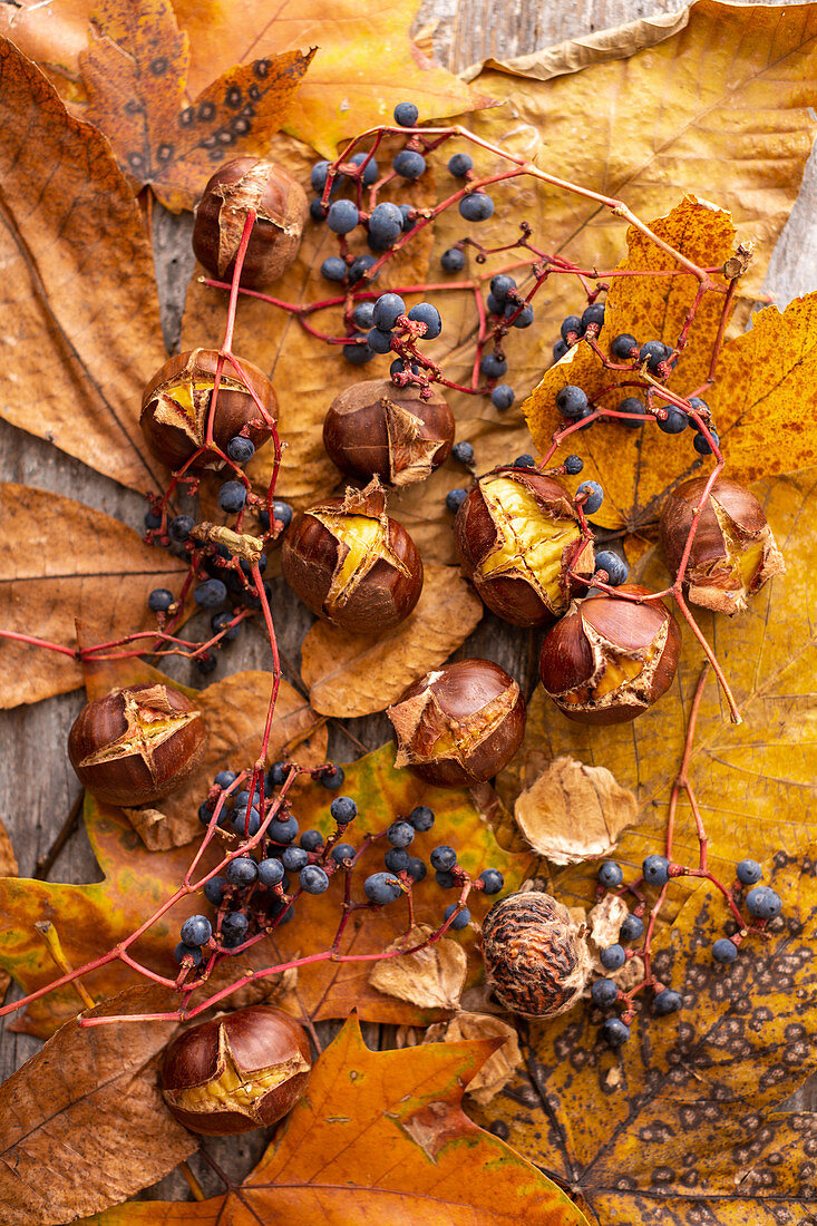 Gebratene Maroni mit Weintrauben (Zierwein) und Herbstlaub