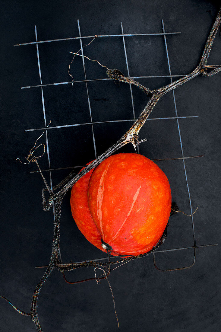 A hokkaido pumpkin, grown into wire mesh